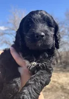 Taverna Boy 4, a male Springer Doodle for sale in Bristol, SD – Photo 3 of 7