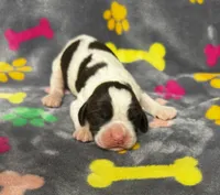 Rylee Boy 1, a male English Springer Spaniel for sale in Bristol, SD – 7 of 7