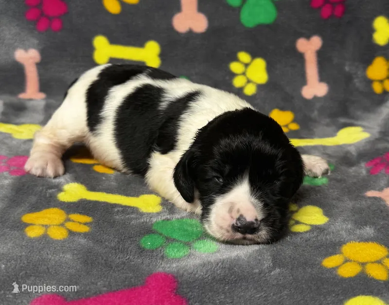 Rylee Boy 4 – English Springer Spaniel puppy for sale in Bristol, SD