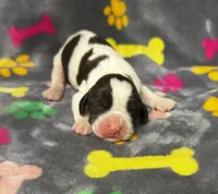 Rylee Boy 1, a male English Springer Spaniel for sale in Bristol, SD – 6 of 7