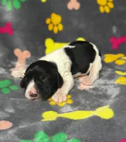 Rylee Boy 5, a male English Springer Spaniel for sale in Bristol, SD – 6 of 6