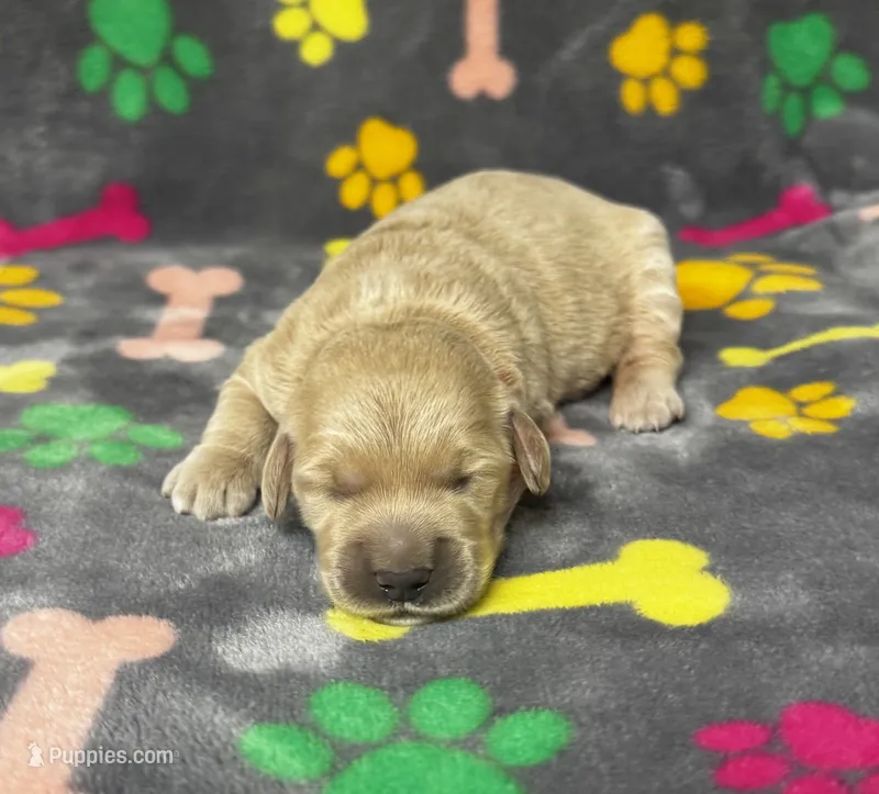Kady Girl 1 – Goldendoodle puppy for sale in Bristol, SD