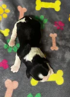 Rylee Boy 6, a male English Springer Spaniel for sale in Bristol, SD – 8 of 8