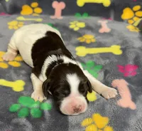 Finley Girl 1, a female English Springer Spaniel for sale in Bristol, SD – Photo 1 of 8