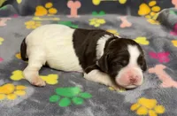 Finley Girl 1, a female English Springer Spaniel for sale in Bristol, SD – Photo 6 of 8