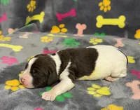 Finley Girl 1, a female English Springer Spaniel for sale in Bristol, SD – Photo 7 of 8