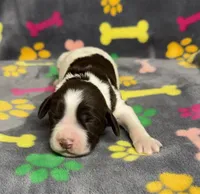 Finley Girl 1, a female English Springer Spaniel for sale in Bristol, SD – Photo 2 of 8