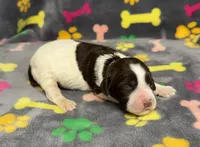 Finley Girl 1, a female English Springer Spaniel for sale in Bristol, SD – Photo 4 of 8