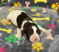 Finley Girl 1, a female English Springer Spaniel for sale in Bristol, SD – Photo 3 of 8