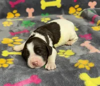Finley Girl 1, a female English Springer Spaniel for sale in Bristol, SD – Photo 8 of 8