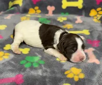 Finley Girl 1, a female English Springer Spaniel for sale in Bristol, SD – Photo 5 of 8