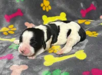 Rylee Boy 3, a male English Springer Spaniel for sale in Bristol, SD – 2 of 10