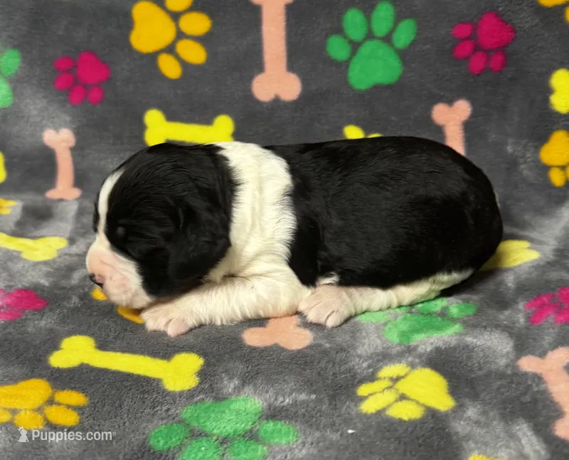 Rylee Boy 7 – English Springer Spaniel puppy for sale in Bristol, SD