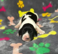 Rylee Boy 5, a male English Springer Spaniel for sale in Bristol, SD – 4 of 6
