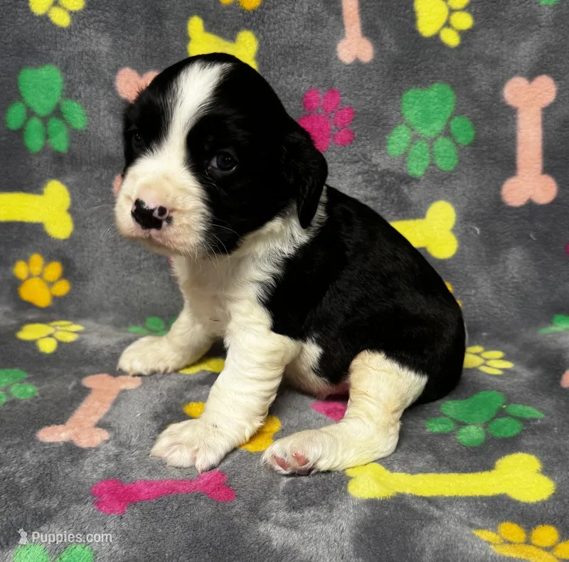 Rylee Boy 6 – English Springer Spaniel puppy for sale in Bristol, SD