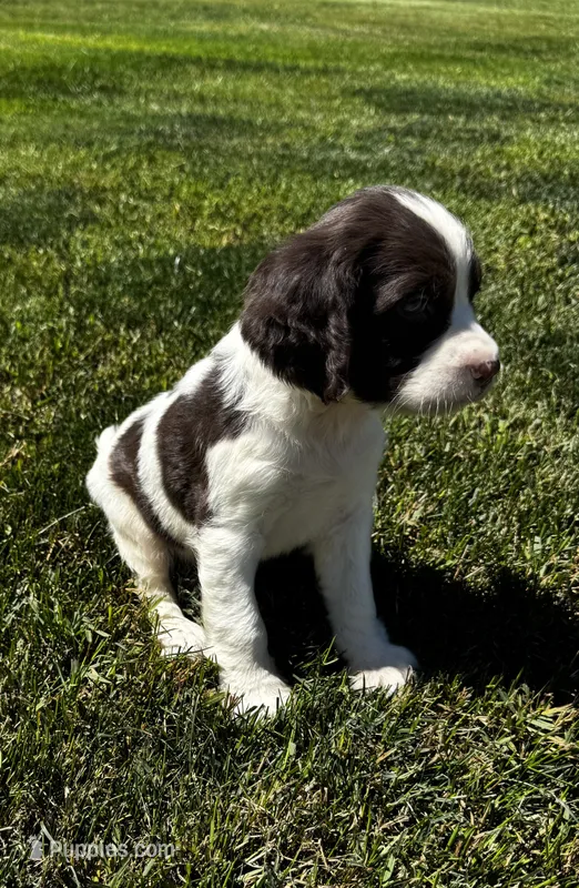 Rylee Boy 2 – English Springer Spaniel puppy for sale in Bristol, SD