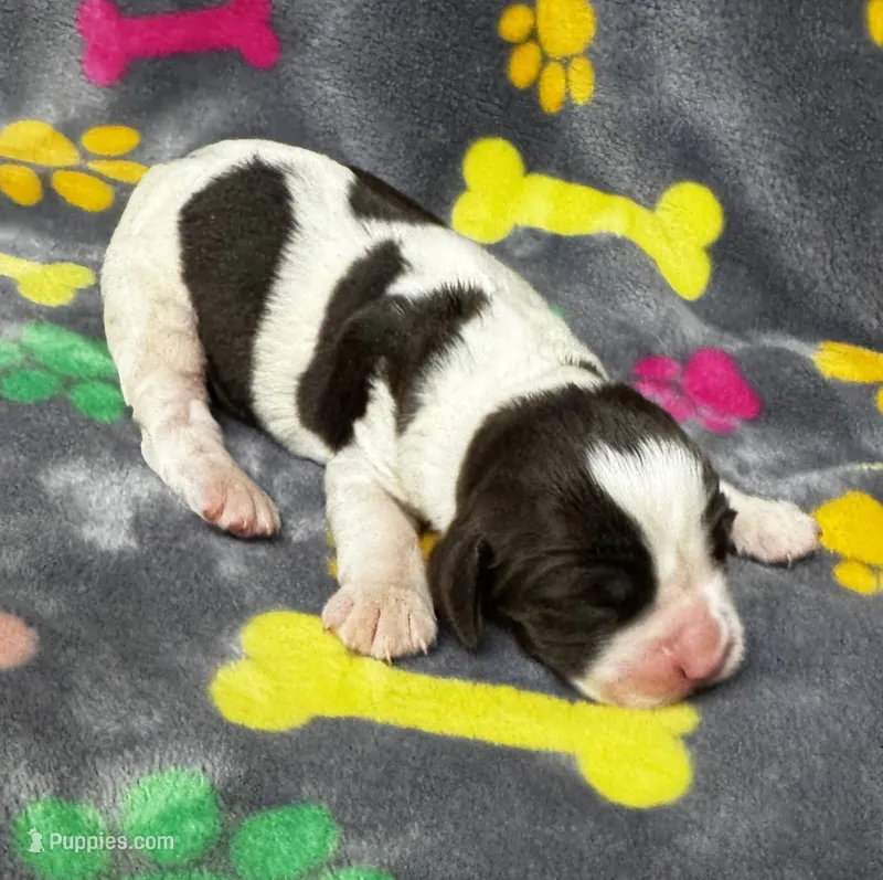 Rylee Boy 1 – English Springer Spaniel puppy for sale in Bristol, SD