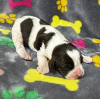 Rylee Boy 1, a male English Springer Spaniel for sale in Bristol, SD – 1 of 7