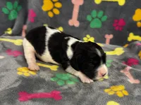 Finley Boy 4, a male English Springer Spaniel for sale in Bristol, SD – 5 of 7