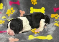 Rylee Boy 6, a male English Springer Spaniel for sale in Bristol, SD – 4 of 8