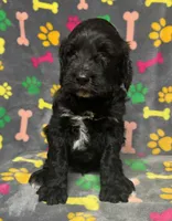 Taverna Boy 3, a male Springer Doodle for sale in Bristol, SD – Photo 3 of 5