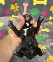 Taverna Boy 3, a male Springer Doodle for sale in Bristol, SD – Photo 7 of 7