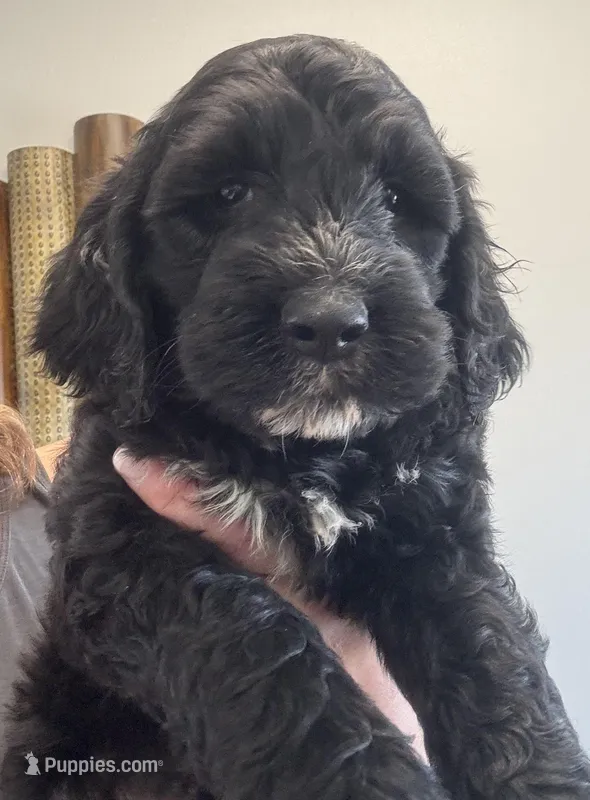 Taverna Boy 3 – Springer Doodle puppy for sale in Bristol, SD