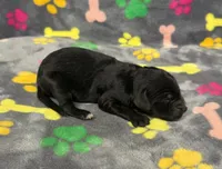 Taverna Boy 3, a male Springer Doodle for sale in Bristol, SD – Photo 5 of 7