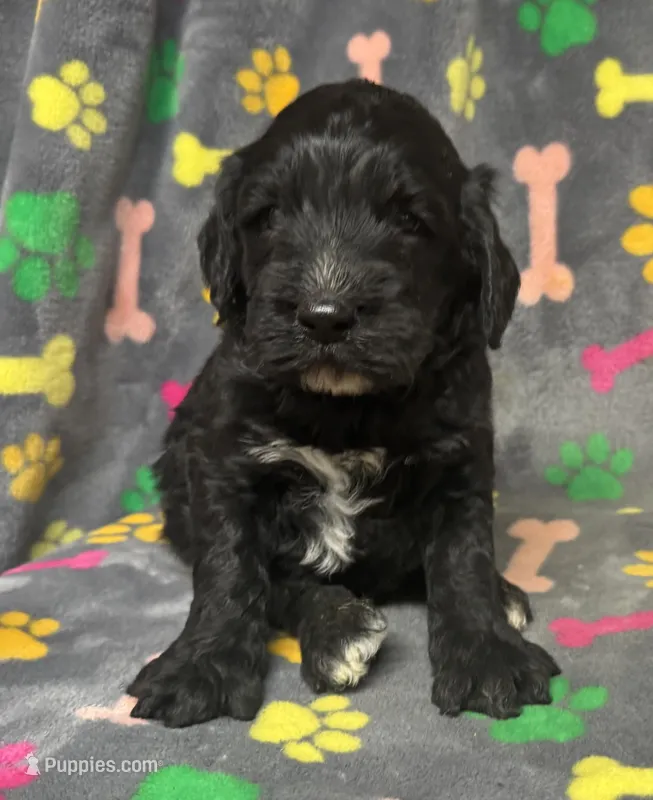 Taverna Boy 3 – Springer Doodle puppy for sale in Bristol, SD