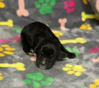 Taverna Boy 3, a male Springer Doodle for sale in Bristol, SD – Photo 2 of 7