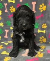 Taverna Boy 3, a male Springer Doodle for sale in Bristol, SD – Photo 2 of 5