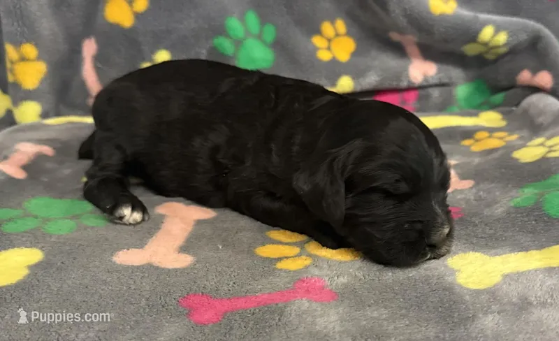 Taverna Boy 3 – Springer Doodle puppy for sale in Bristol, SD