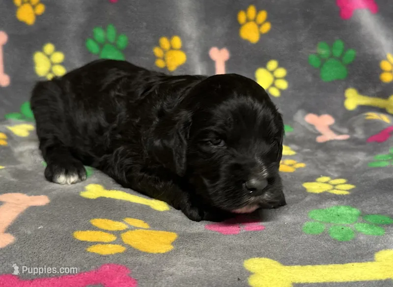 Taverna Boy 3 – Springer Doodle puppy for sale in Bristol, SD