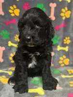 Taverna Boy 3, a male Springer Doodle for sale in Bristol, SD – Photo 5 of 5