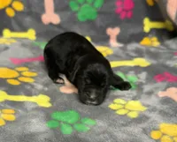 Taverna Boy 3, a male Springer Doodle for sale in Bristol, SD – Photo 4 of 7