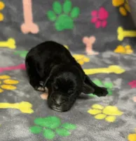 Taverna Boy 3, a male Springer Doodle for sale in Bristol, SD – Photo 3 of 7