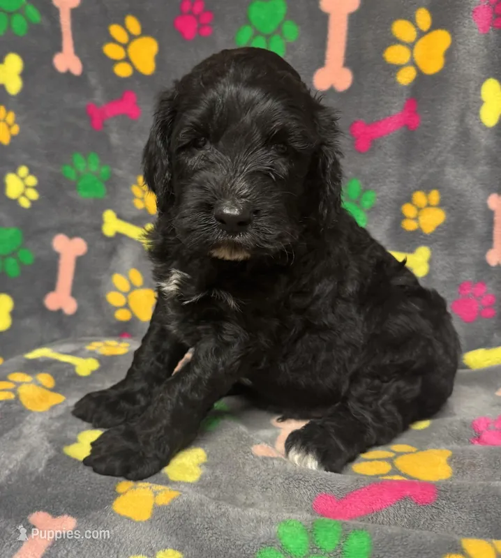 Taverna Boy 3 – Springer Doodle puppy for sale in Bristol, SD