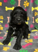 Taverna Boy 3, a male Springer Doodle for sale in Bristol, SD – Photo 4 of 5