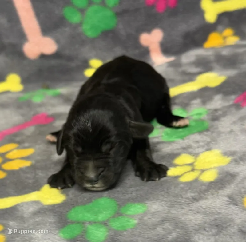 Taverna Boy 3, a male Springer Doodle for sale in Bristol, SD – Photo 1 of 7