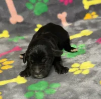 Taverna Boy 3, a male Springer Doodle for sale in Bristol, SD – Photo 1 of 7