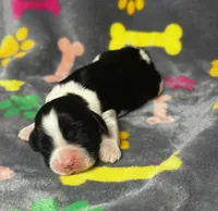 Rylee Boy 7, a male English Springer Spaniel for sale in Bristol, SD – 4 of 6