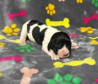 Rylee Boy 5, a male English Springer Spaniel for sale in Bristol, SD – 3 of 6