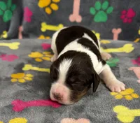 Finley Boy 1, a male English Springer Spaniel for sale in Bristol, SD – 4 of 6