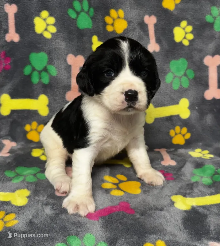 Rylee Boy 5 – English Springer Spaniel puppy for sale in Bristol, SD