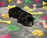 Taverna Boy 1, a male Springer Doodle for sale in Bristol, SD – Photo 2 of 6