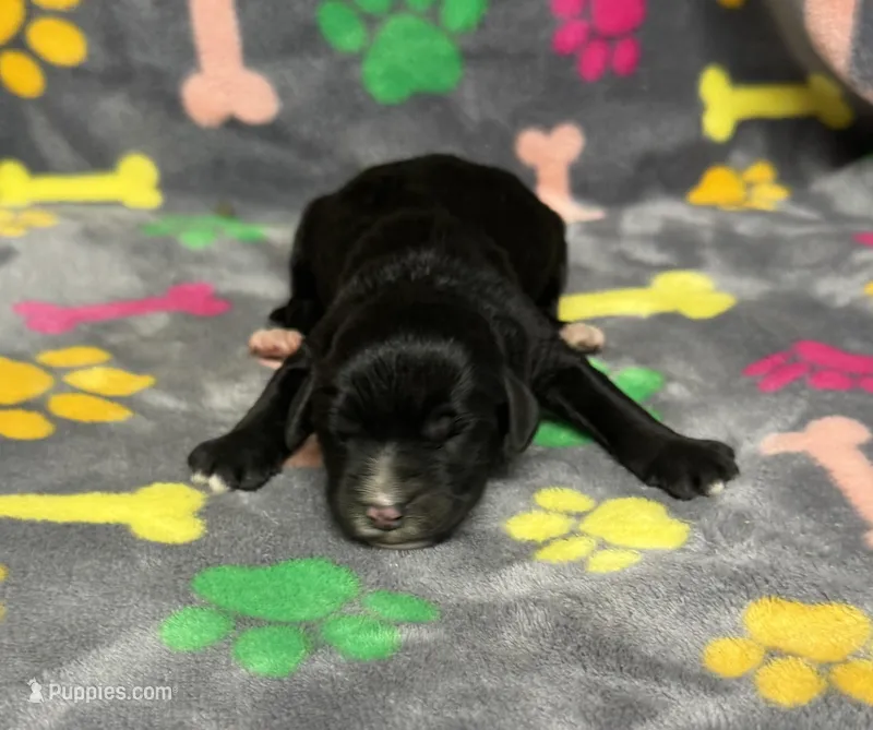 Taverna Boy 1, a male Springer Doodle for sale in Bristol, SD – Photo 1 of 6