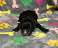 Taverna Boy 1, a male Springer Doodle for sale in Bristol, SD – Photo 1 of 6