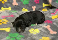 Taverna Boy 1, a male Springer Doodle for sale in Bristol, SD – Photo 4 of 6