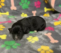 Taverna Boy 1, a male Springer Doodle for sale in Bristol, SD – Photo 3 of 6