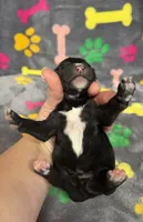 Taverna Boy 1, a male Springer Doodle for sale in Bristol, SD – Photo 6 of 6